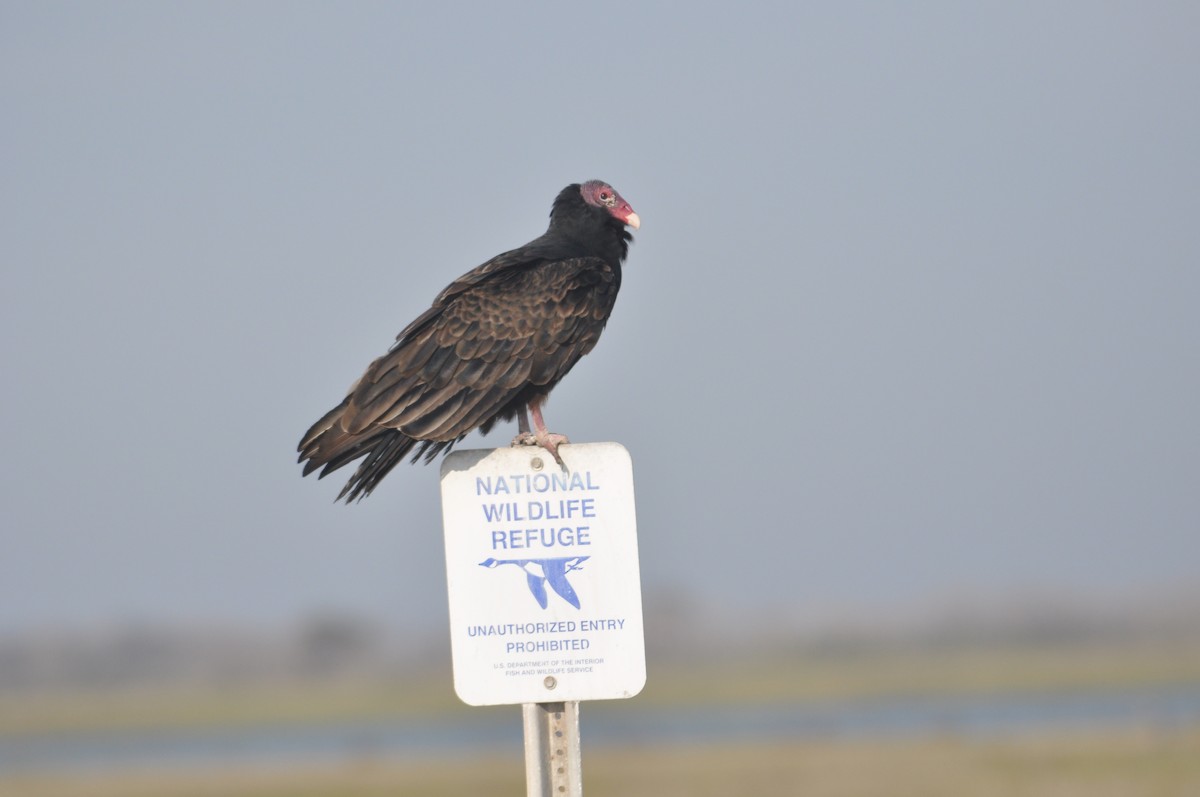 Turkey Vulture - James Fox