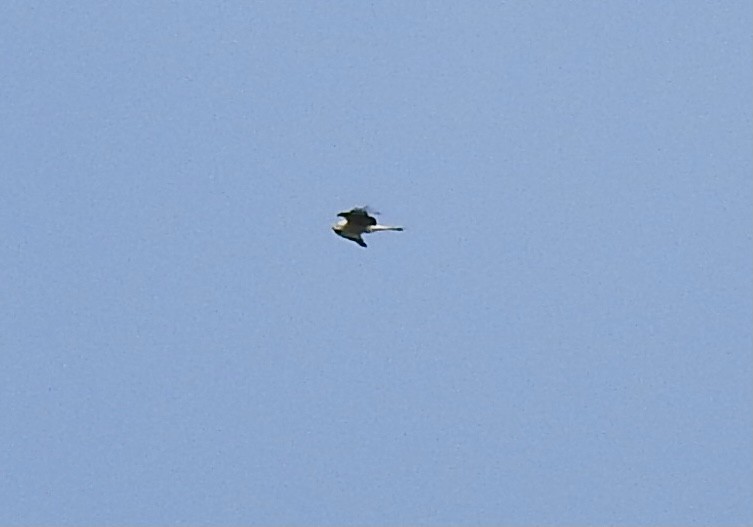 Red Kite - ML323511201