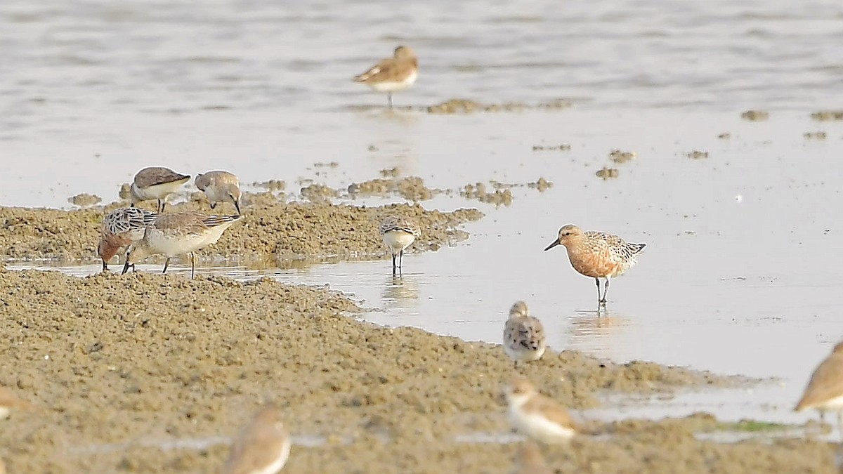 Red Knot - xiwen CHEN