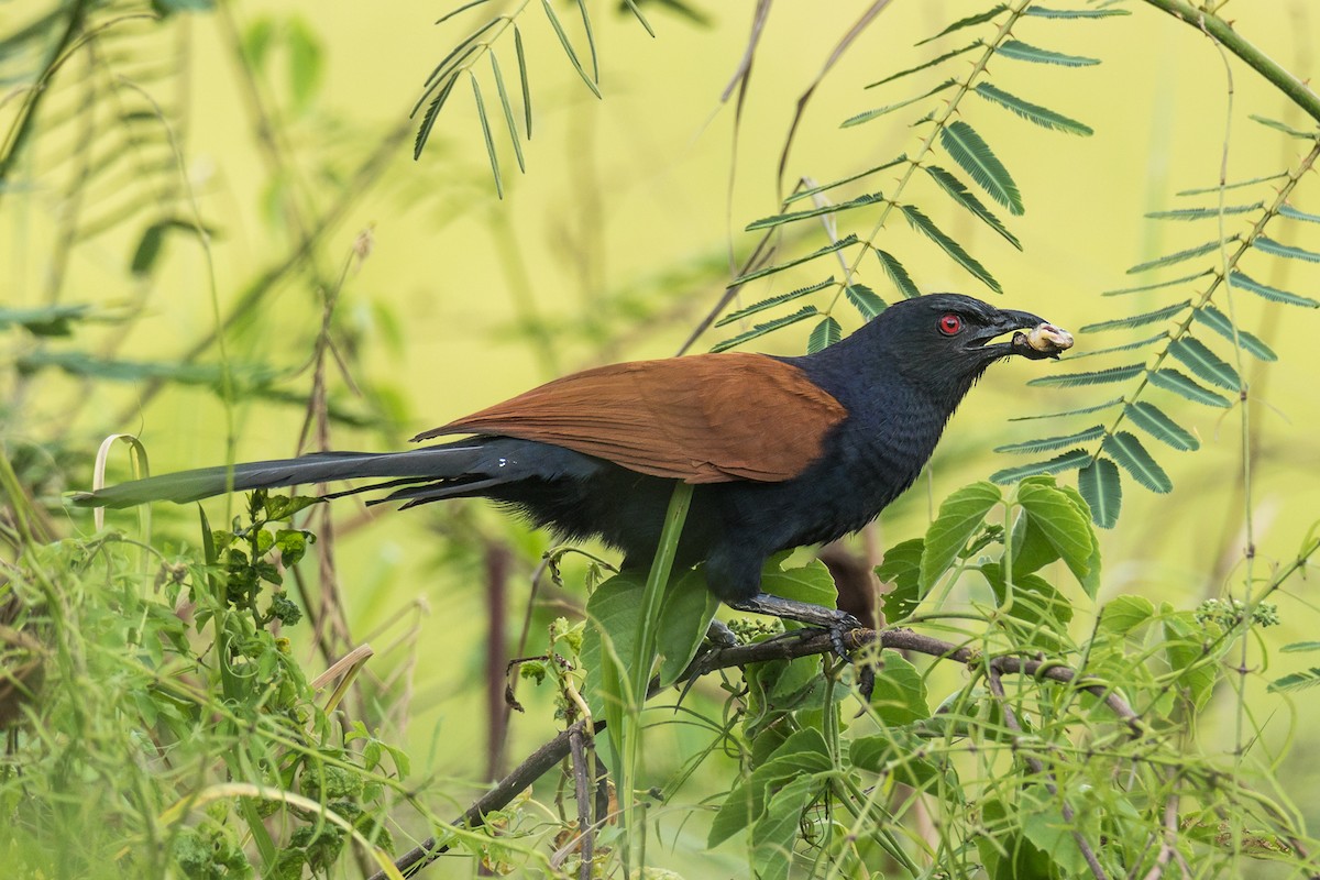 Grand Coucal (groupe sinensis) - ML323512271