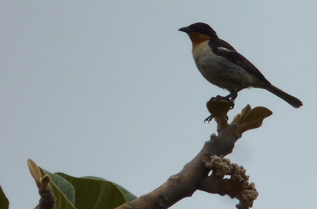 White-rumped Tanager - ML32351331