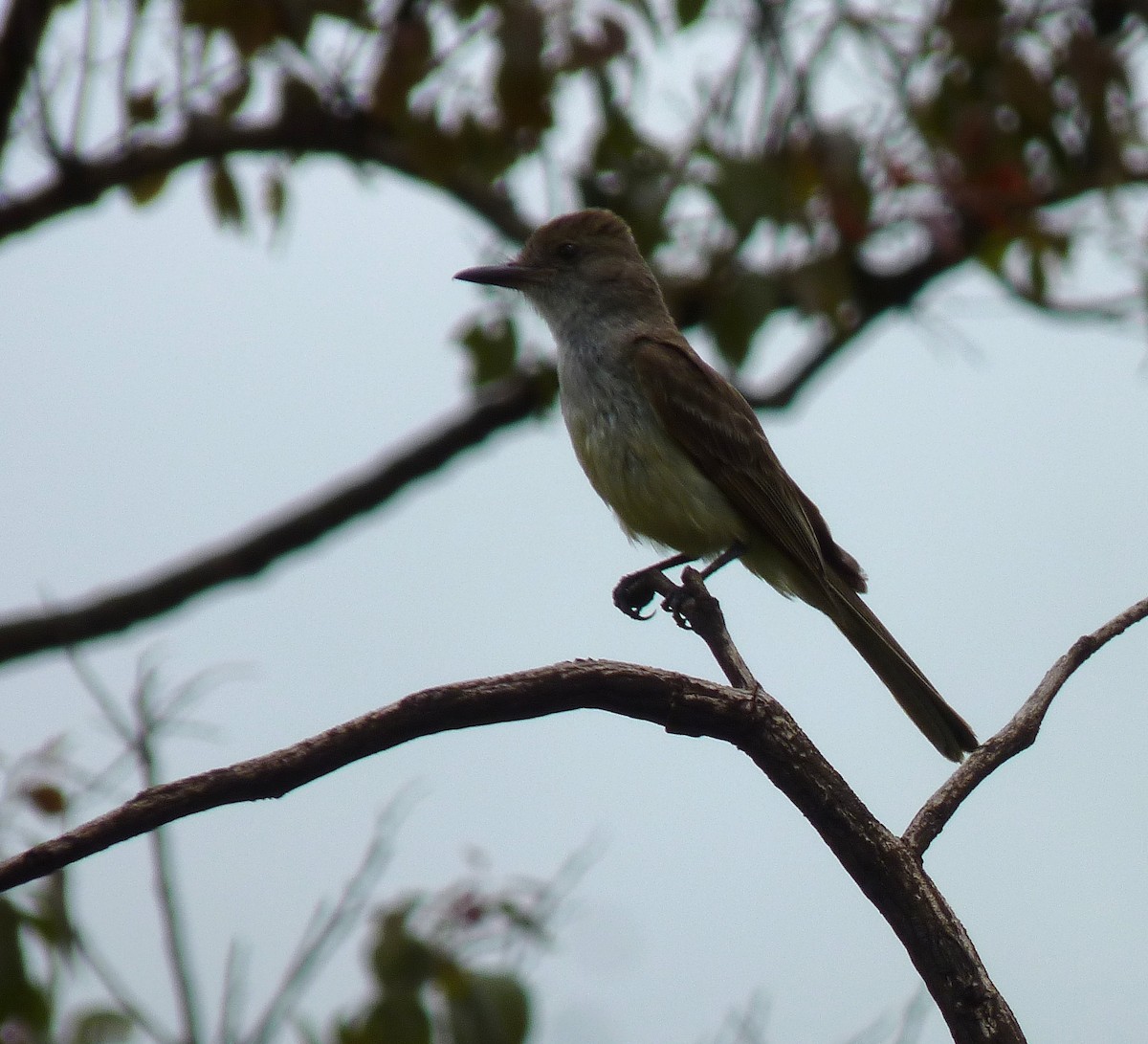 Brown-crested Flycatcher - Nárgila Moura