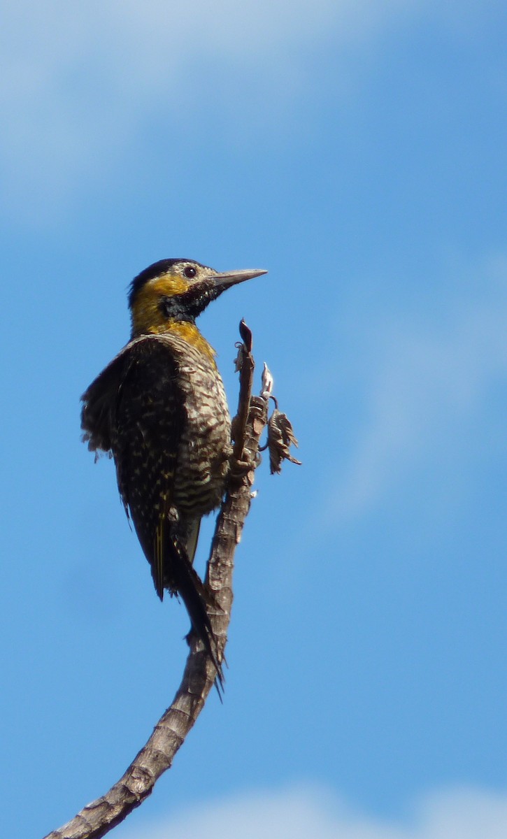 Campo Flicker (Campo) - Nárgila Moura