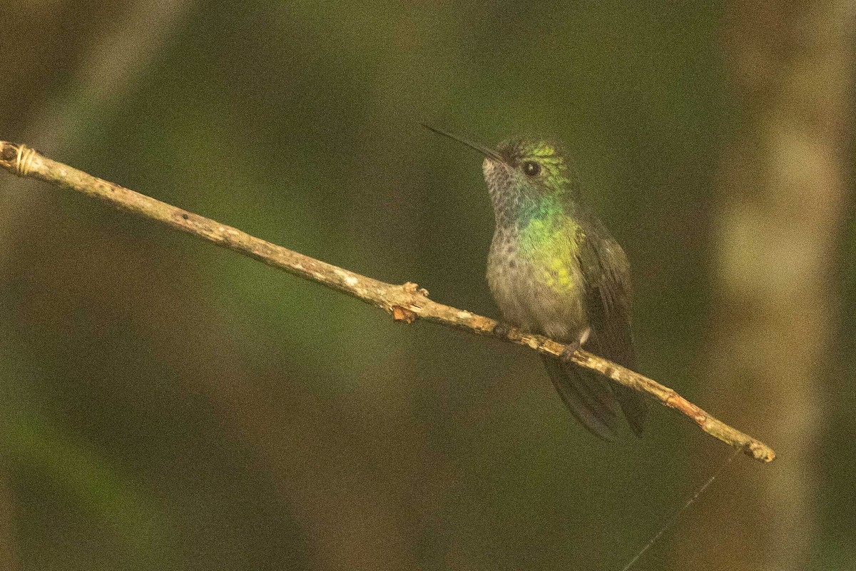 Sapphire-spangled Emerald - ML323514561