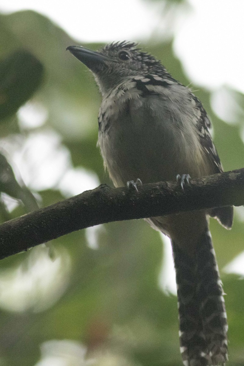 Spot-backed Antshrike - ML323514591