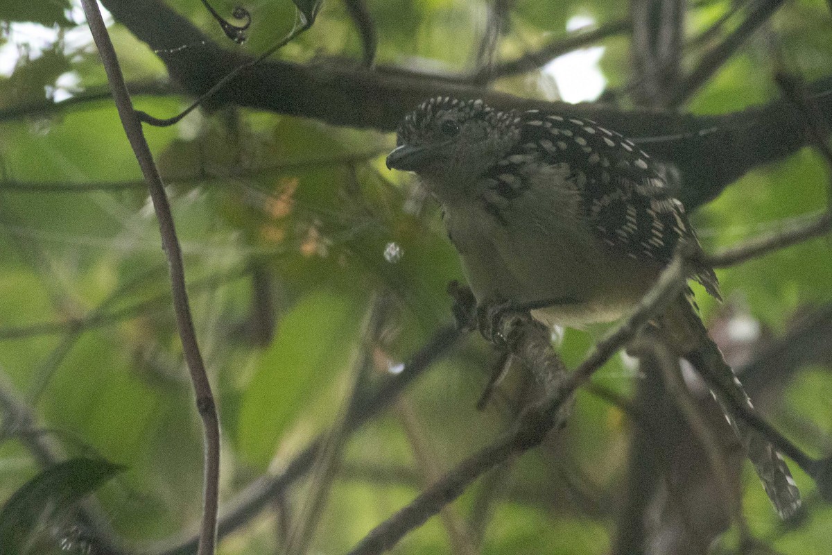 Spot-backed Antshrike - ML323514601