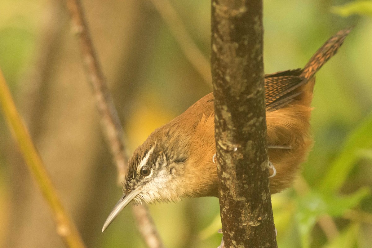 Long-billed Wren - ML323514651