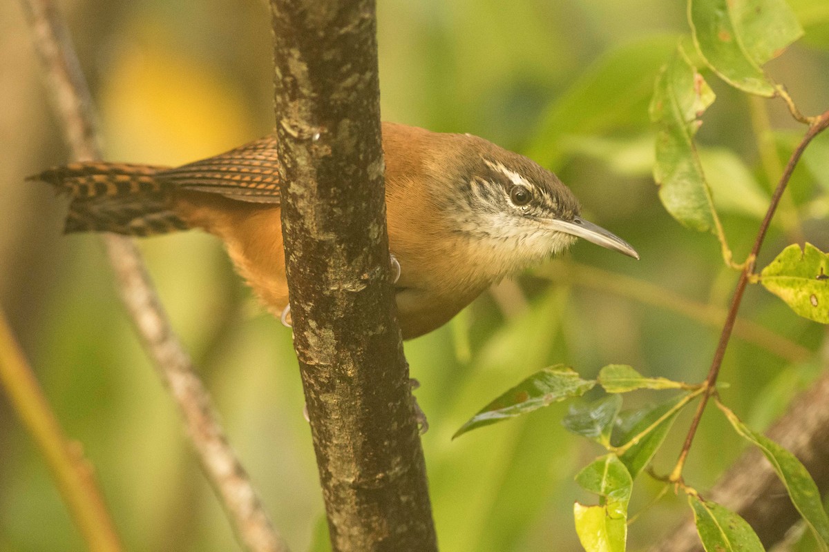 Long-billed Wren - ML323514671