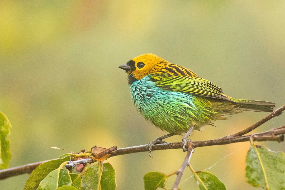 Gilt-edged Tanager - ML323514681