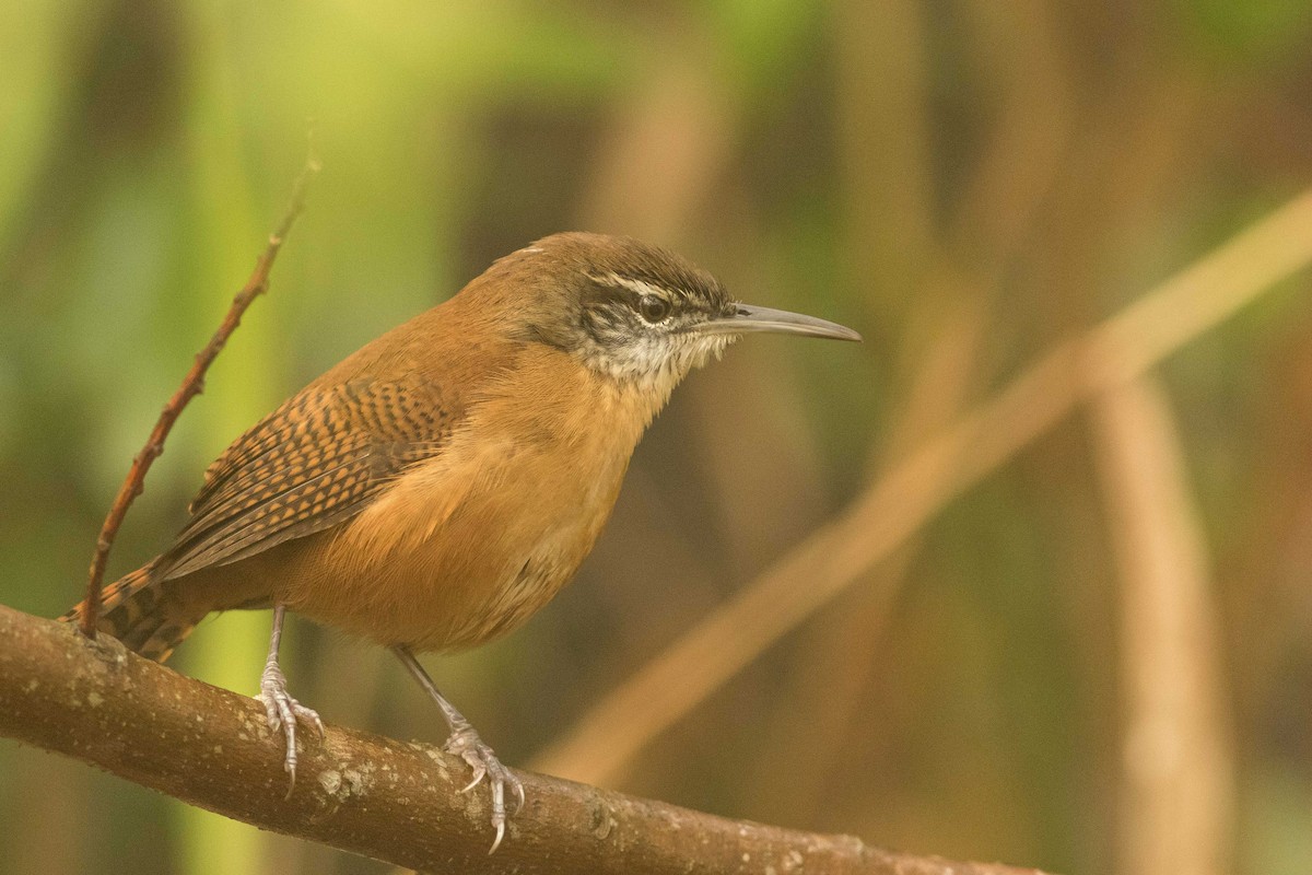 Long-billed Wren - ML323514721