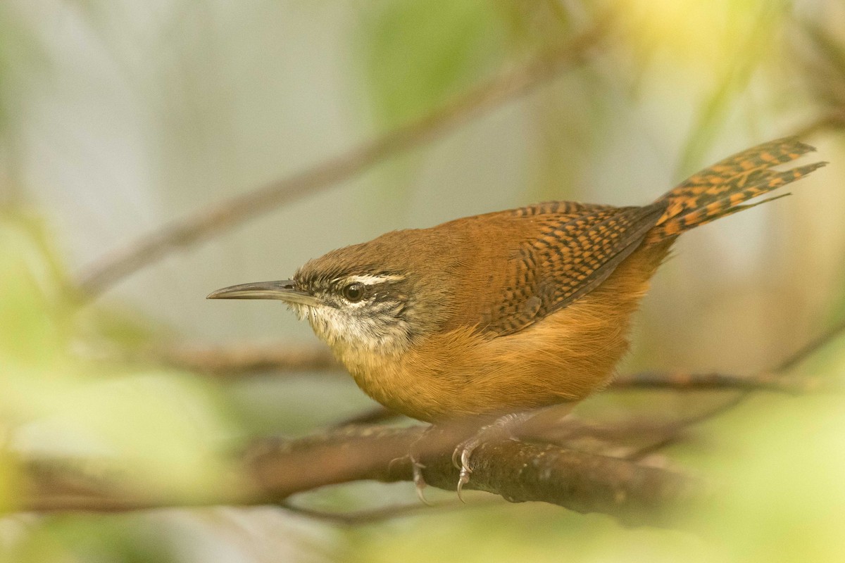 Long-billed Wren - ML323514741