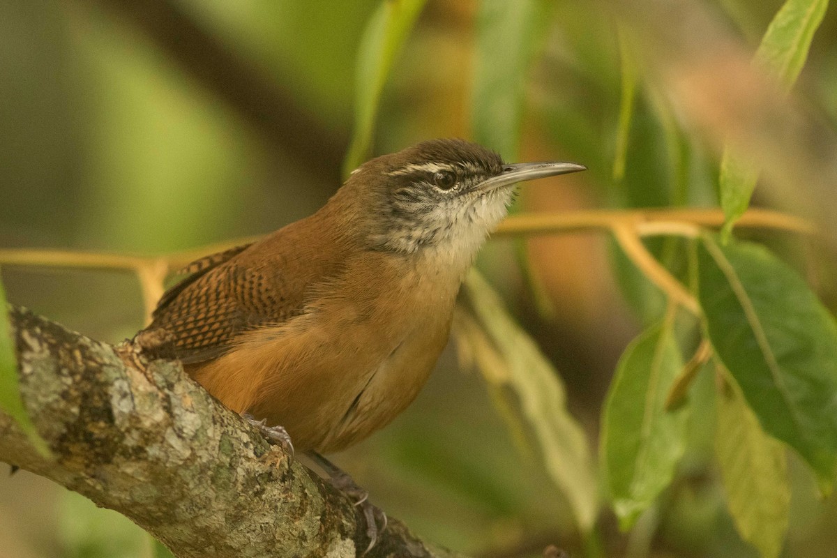 Long-billed Wren - ML323514751