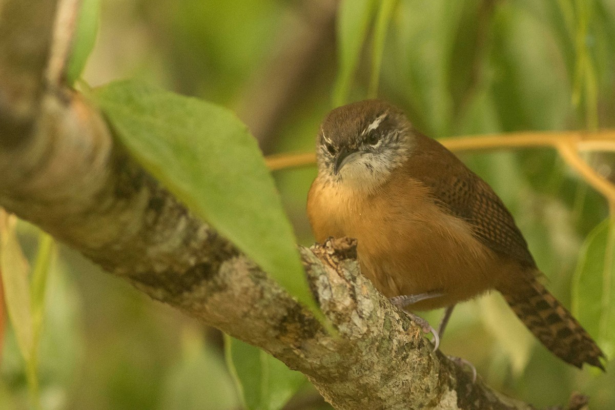 Long-billed Wren - ML323514761