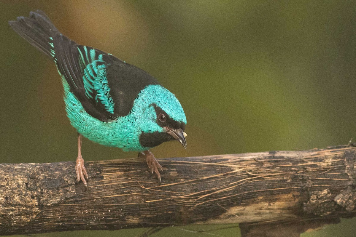 Blue Dacnis - ML323514771