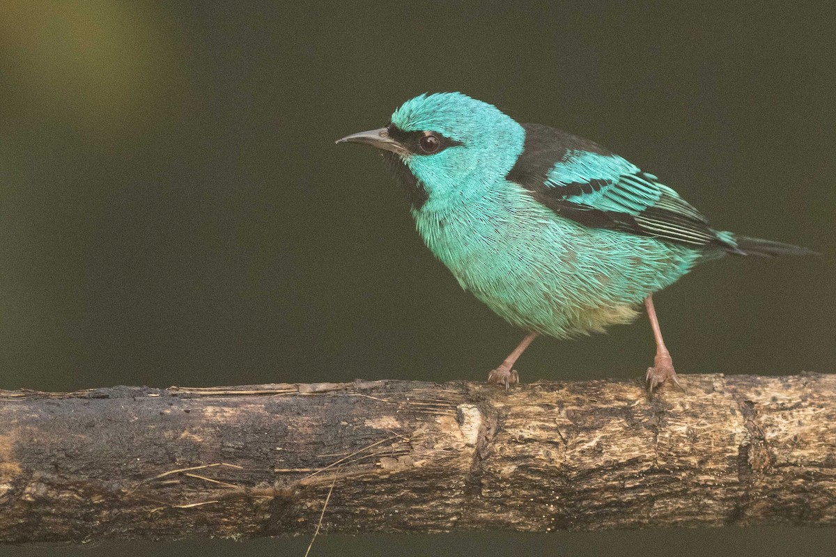 Blue Dacnis - ML323514781