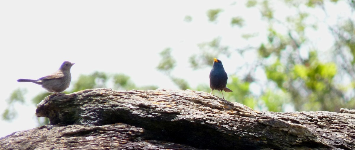 Blue Finch - ML32351571