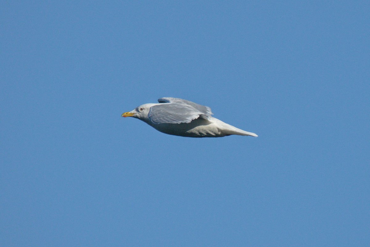 Iceland Gull - ML323515741