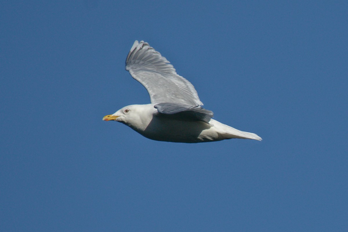 Iceland Gull - ML323515751