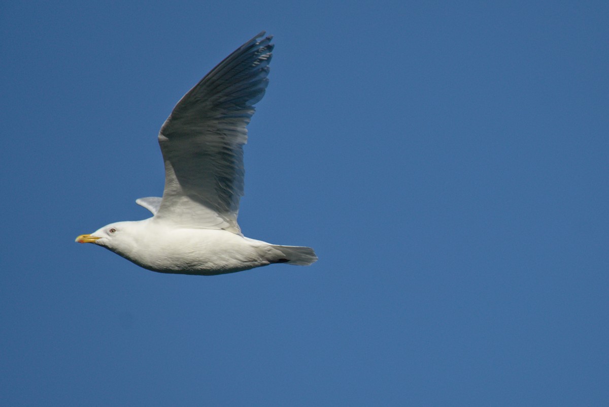 Iceland Gull - Alan V. Bacchiochi