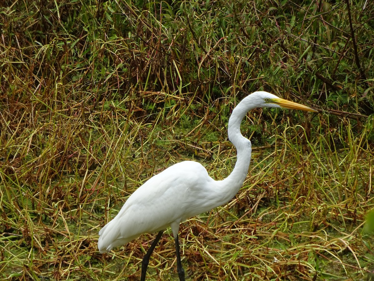 egretthegre - ML32351591