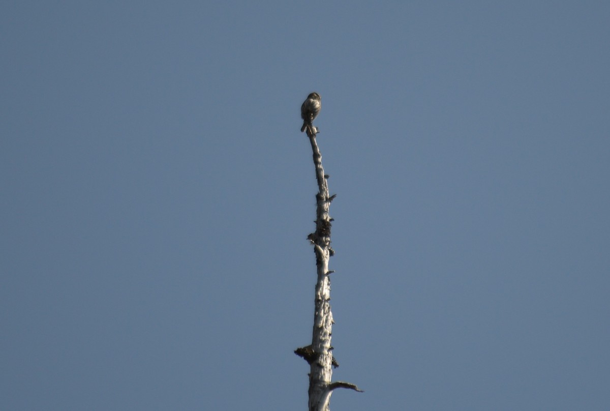 Northern Pygmy-Owl - Corinna Rostrom