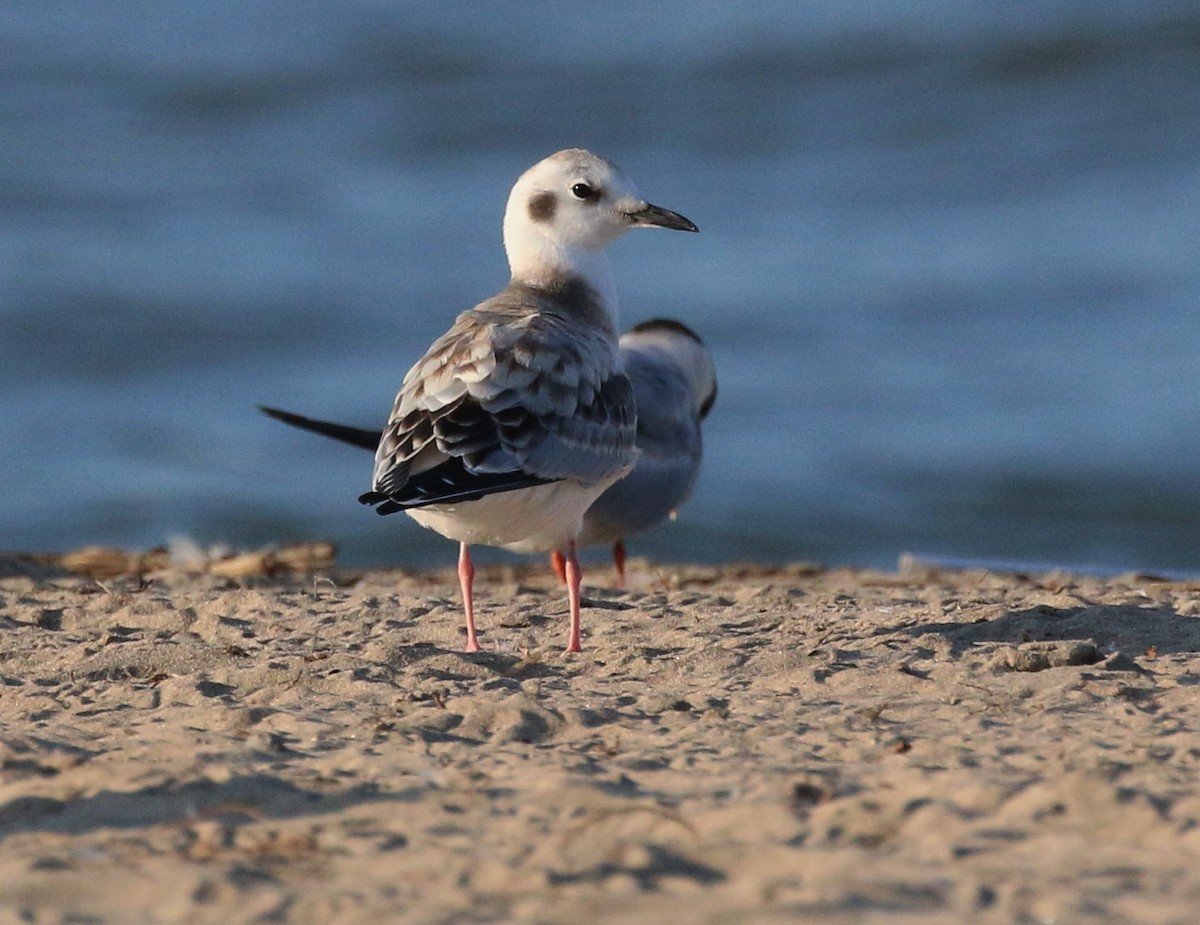 Bonaparte's Gull - ML32351791