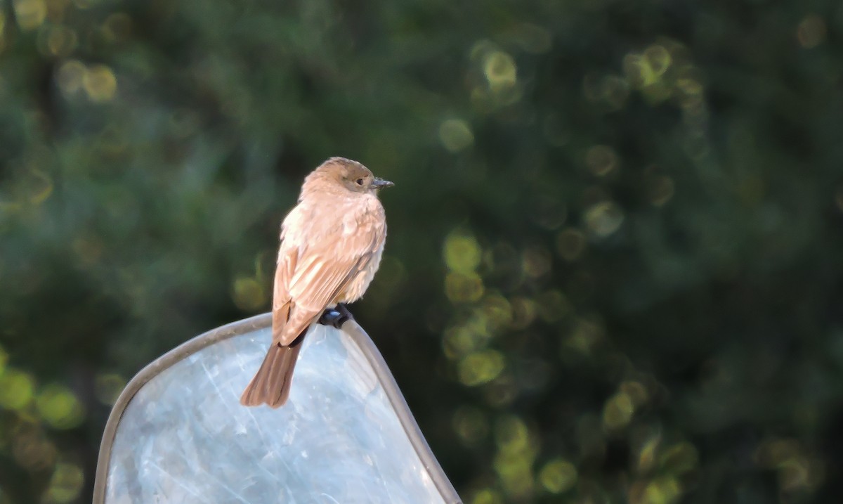 Say's Phoebe - Bonnie Ott