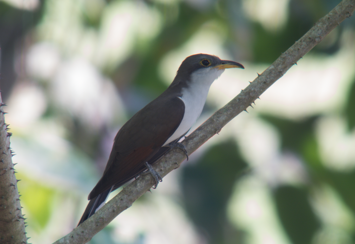 Yellow-billed Cuckoo - Juan Ochoa