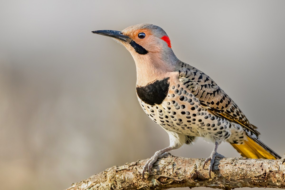 Northern Flicker (Yellow-shafted) - Matthew Plante