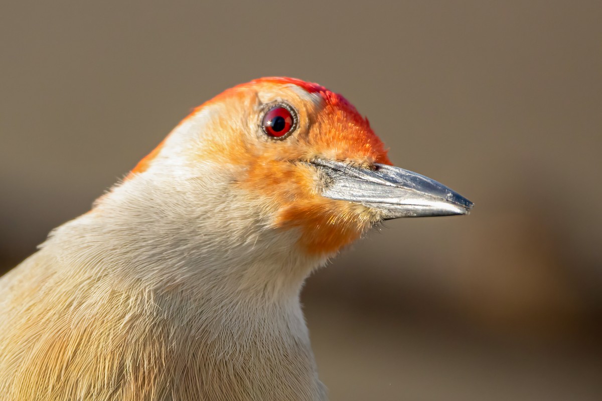 Red-bellied Woodpecker - ML323519571