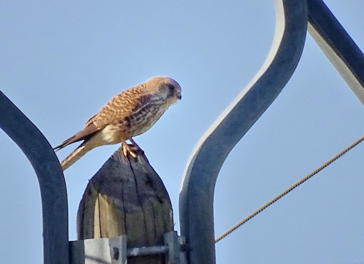 Gheppio [gruppo tinnunculus] - ML323521711