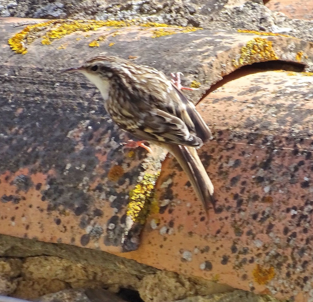 Short-toed Treecreeper - ML323521841