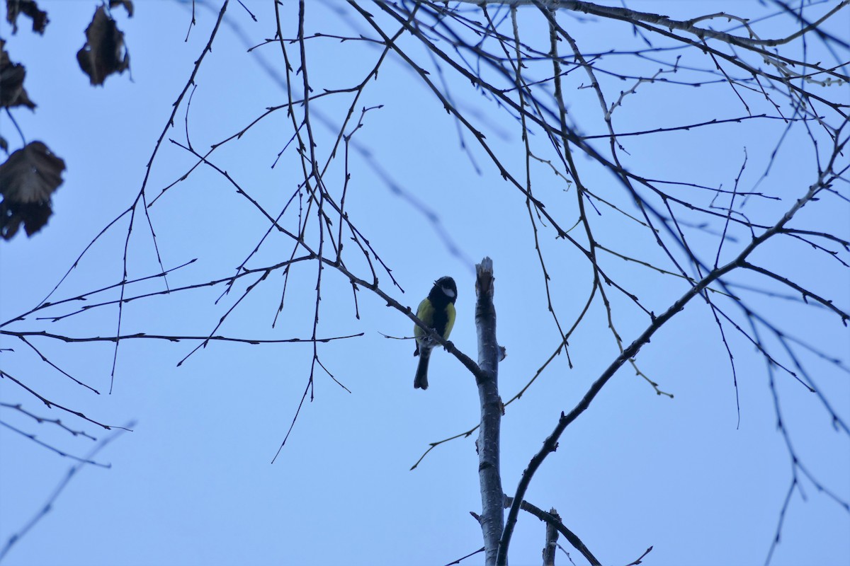 Green-backed Tit - ML323522341
