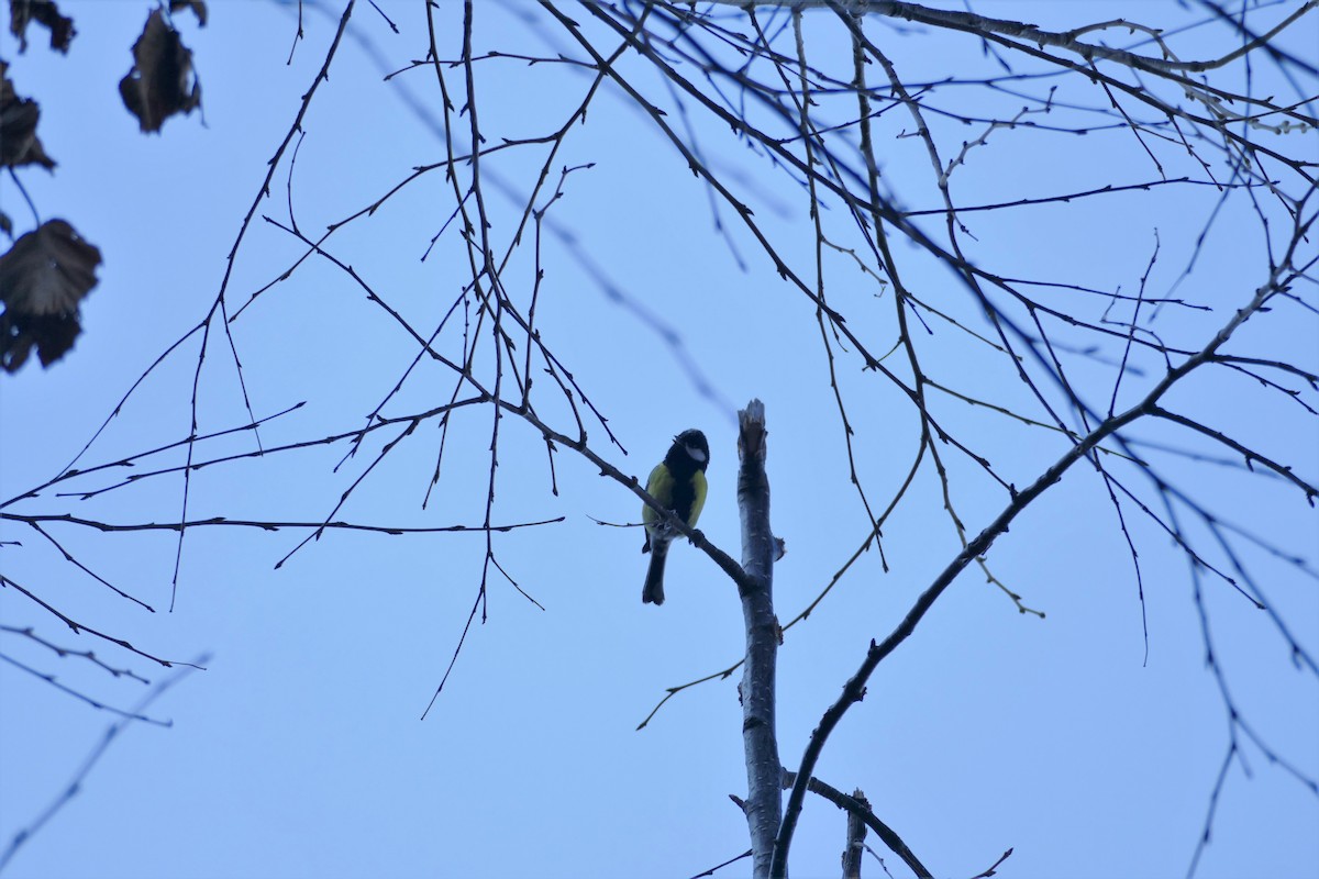 Green-backed Tit - Amarjeet Kaur