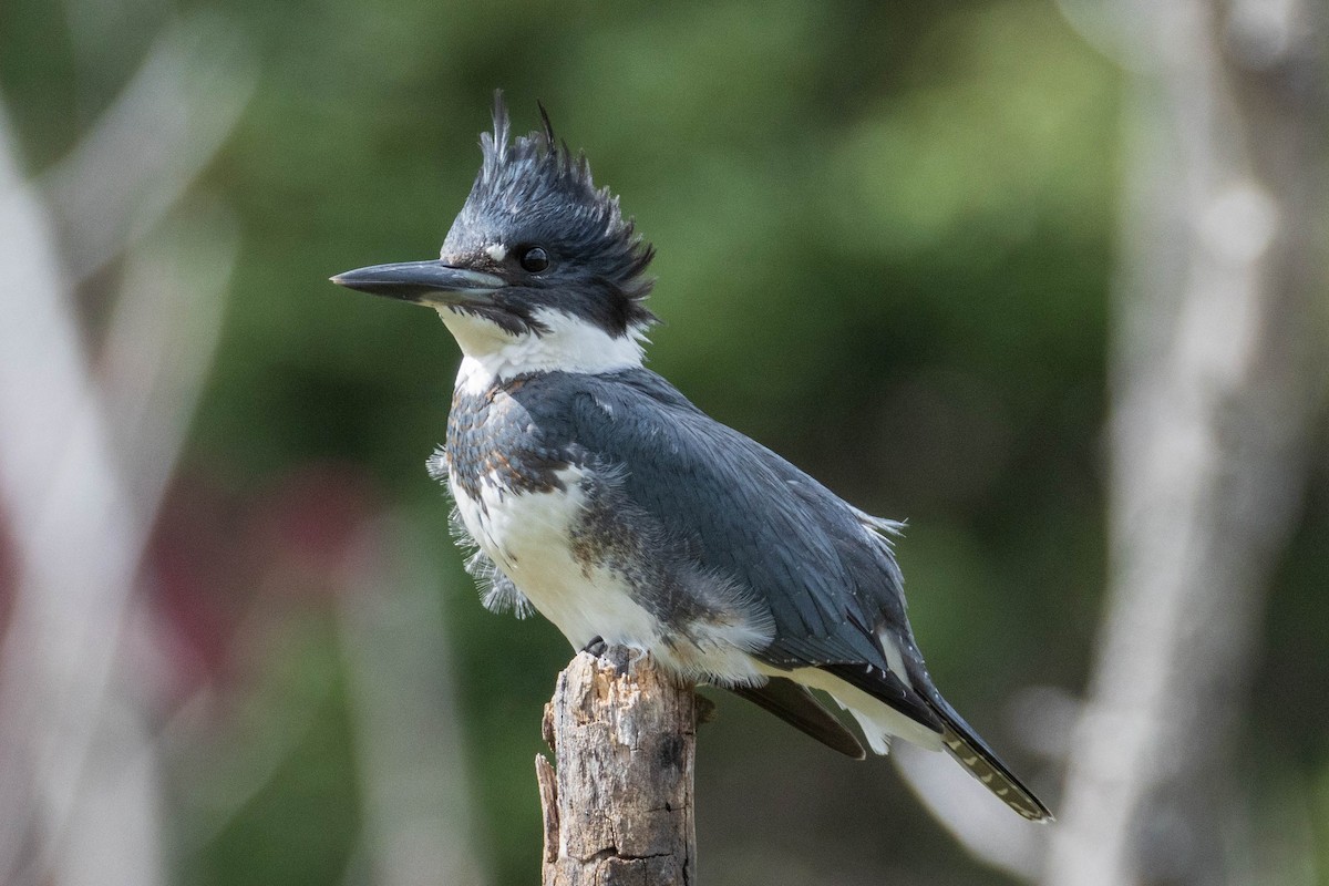 Belted Kingfisher - ML323525491