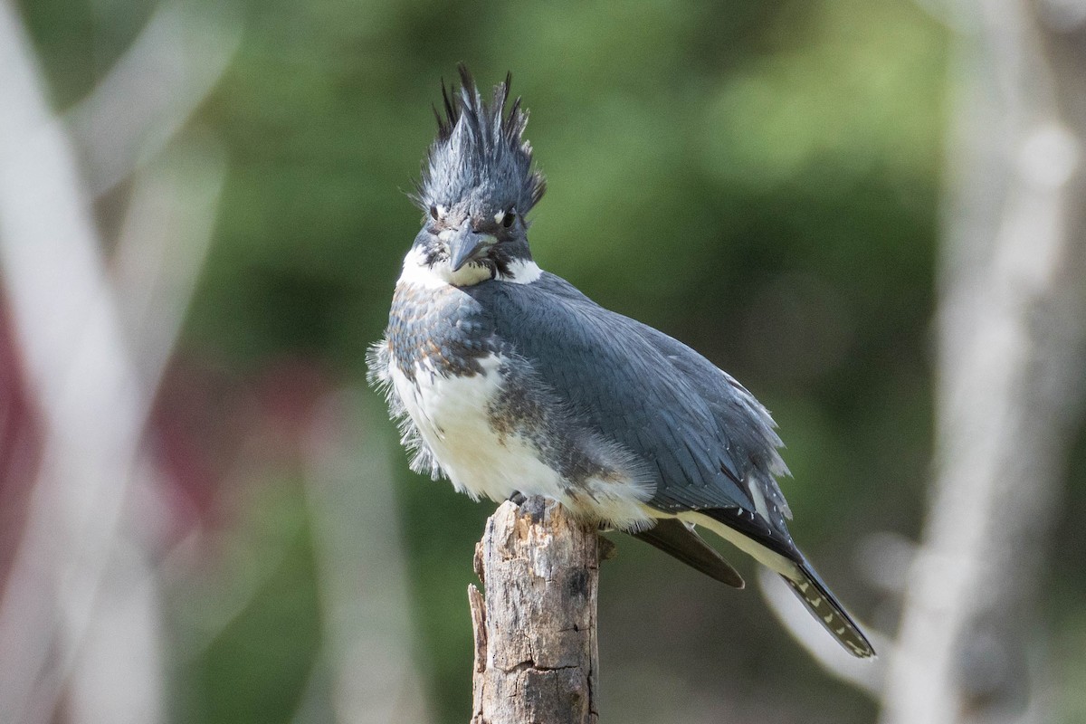 Belted Kingfisher - ML323525781