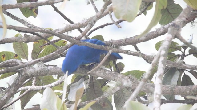 Turquoise Jay - ML323526531