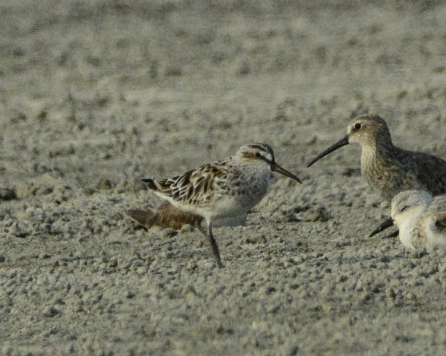 Broad-billed Sandpiper - ML323530781