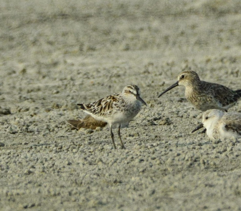 Broad-billed Sandpiper - ML323530791