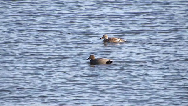 Gadwall - ML323531321