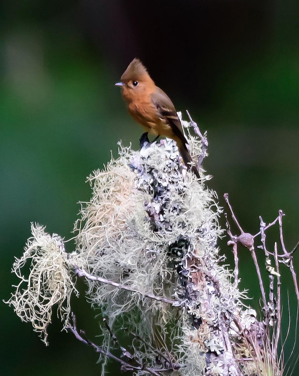 Tufted Flycatcher - ML323531981