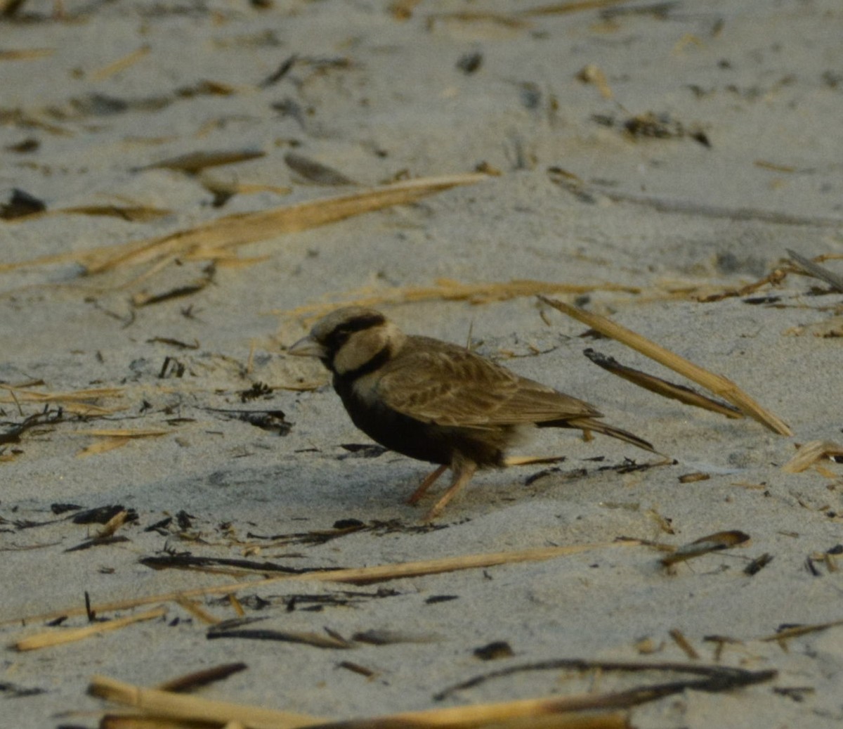 Ashy-crowned Sparrow-Lark - SWARUP SAHA