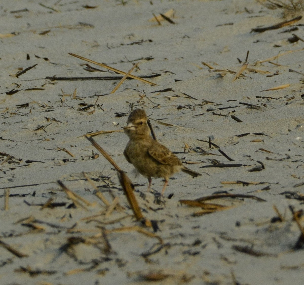 Ashy-crowned Sparrow-Lark - SWARUP SAHA