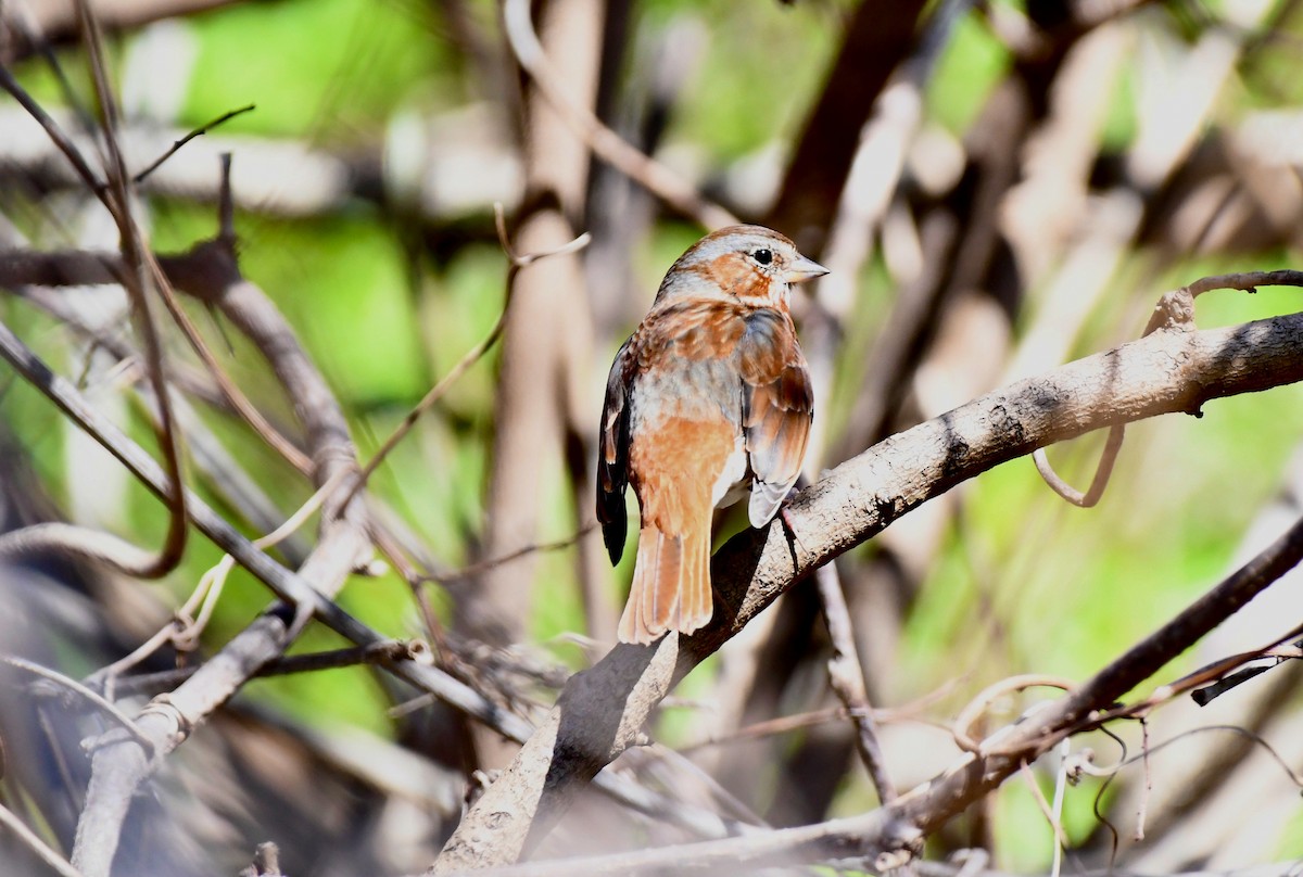 Fox Sparrow - ML323532981