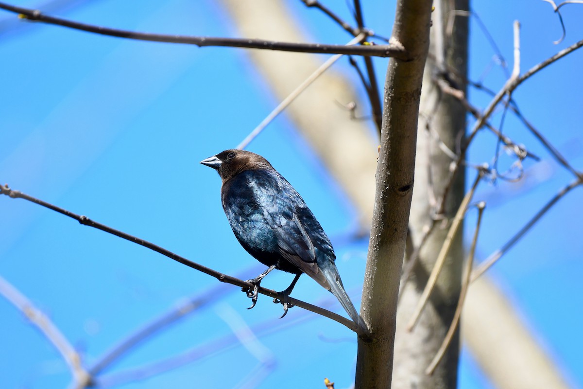 Brown-headed Cowbird - ML323533101