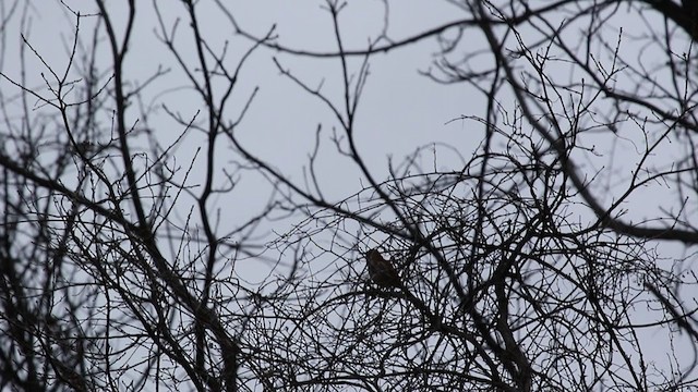 Brown Thrasher - ML323533351