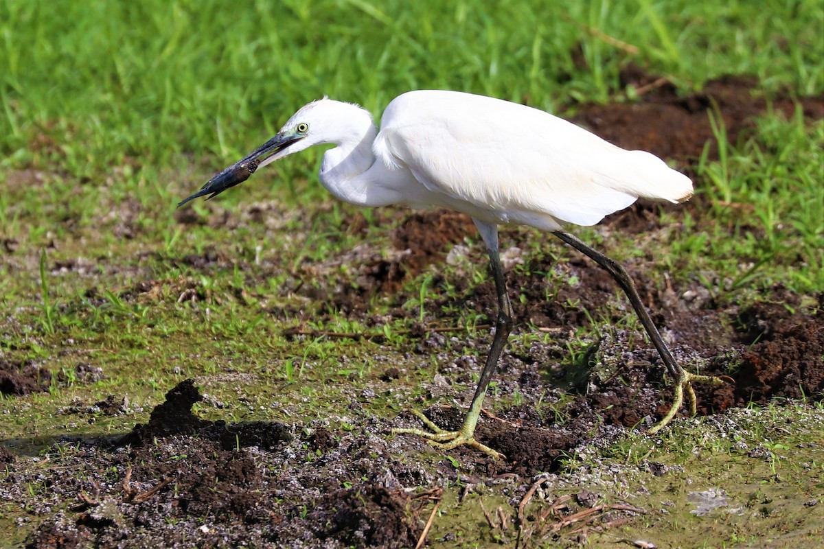 Little Egret - Anthony Levesque