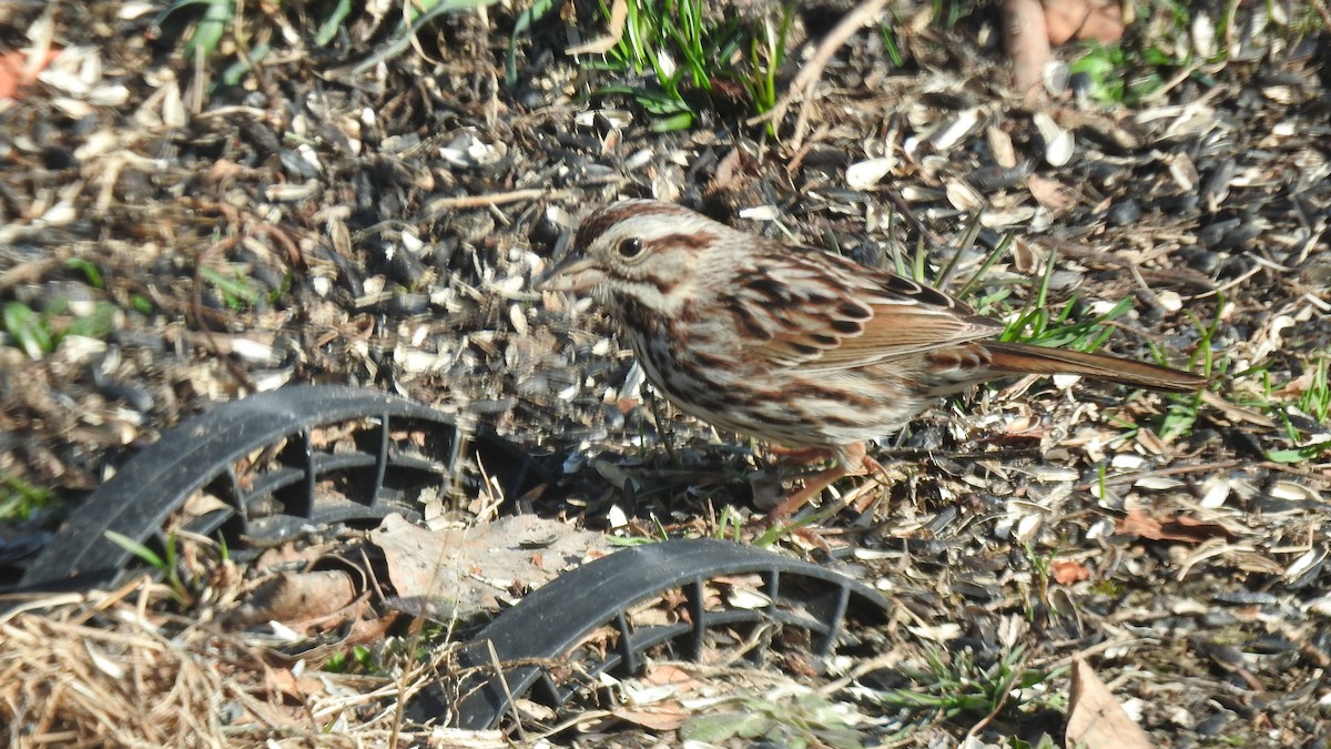 Song Sparrow - ML323536151