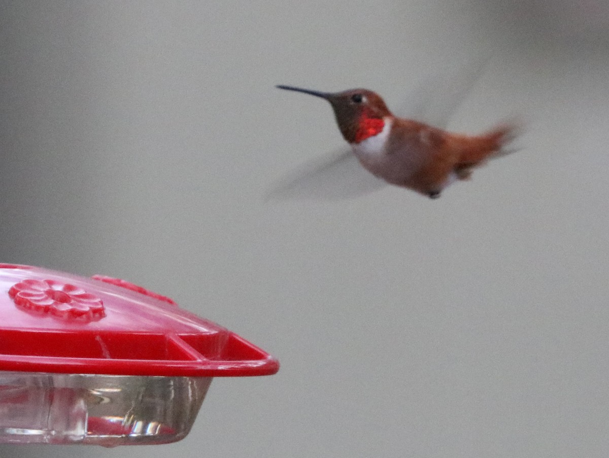 Rufous Hummingbird - ML323536381