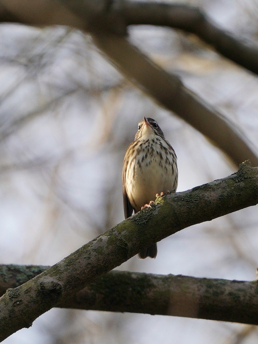 Louisiana Waterthrush - ML323536881